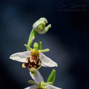 Ophrys apifera, tořič včelonosný...
