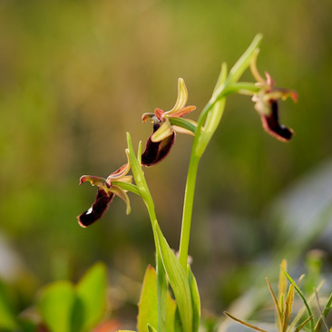 Ophrys bertolonii subsp. bertolonii – tořič Bertolonův