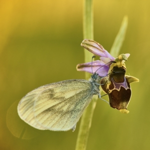 Ophrys holoserica subsp. holubyana – tořič čmelákovitý Holubyho