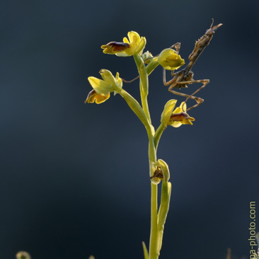 Ophrys lutea, tořič žlutý - Monte...