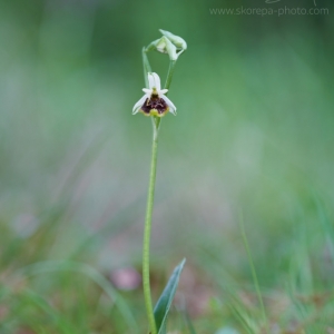 Ophrys medea, tořič – Krk, Croatia