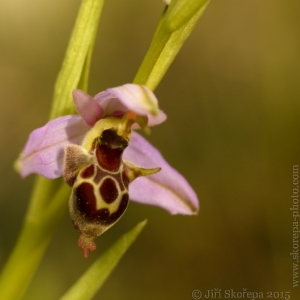  Ophrys oestrifera subsp. montis-gargani (syn. Ophrys scolopax subsp. cornuta) – tořič