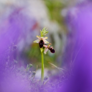 Ophrys promontorii – tořič podhorský