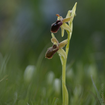 Ophrys promontorii, tořič podhorský