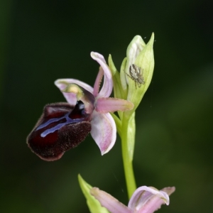 Ophrys sipontensis, tořič sipontský...