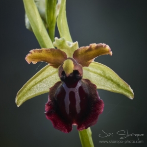 Ophrys sphegodes subsp. garganica - tořič velikonoční gargánský