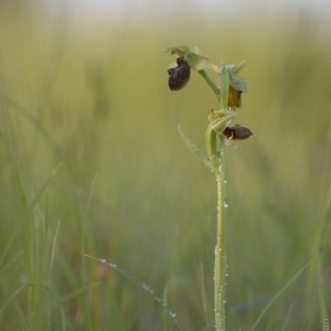 Ophrys sphegodes, tořič pavoukonosný...