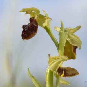 Ophrys sphegodes, tořič pavoukonosný...