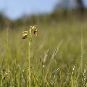 Ophrys sphegodes, tořič pavoukonosný...