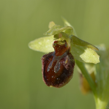 Ophrys sphegodes – tořič pavoukonosný