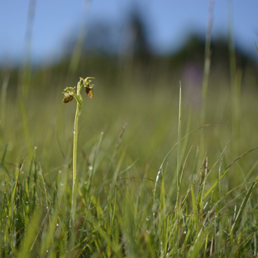 Ophrys sphegodes, tořič pavoukonosný...