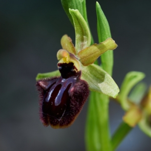 Ophrys sphegodes, tořič pavoukonosný...