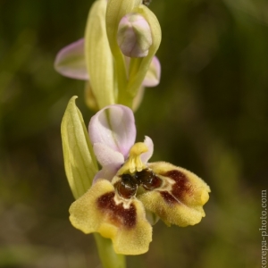 Ophrys tenthredinifera, tořič...