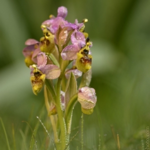 Ophrys tenthredinifera, tořič...