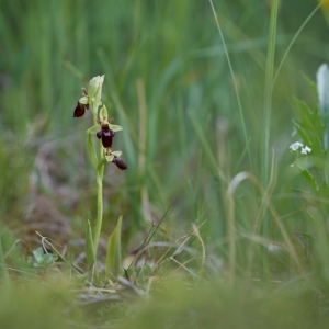 Ophrys x slavica, tořič slovenský...