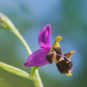 Ophrys zinsmeisteri, tořič – Krk...