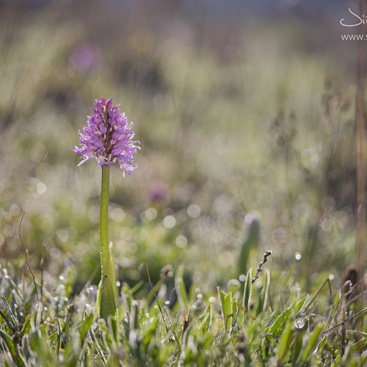 Orchis italica - vstavač italský