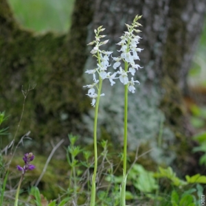 Orchis mascula var. fallax, vstavač...