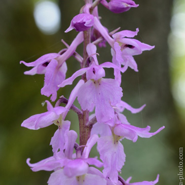 Orchis mascula var. fallax - vstavač mužský