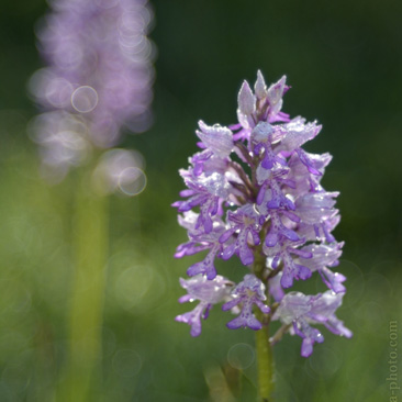 Orchis militaris, vstavač vojenský -...