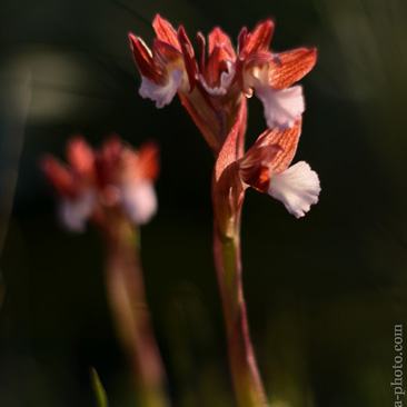 Orchis papilionacea, vstavač...