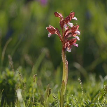 Orchis papilionacea – vstavač motýlovitý