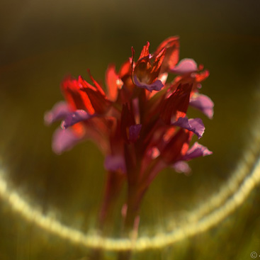 Orchis papilionacea, vstavač...