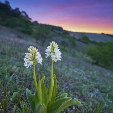 Orchis purpurea, vstavač nachový...