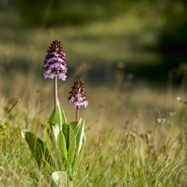 Orchis purpurea – vstavač nachový