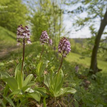 Orchis purpurea, vstavač nachový -...