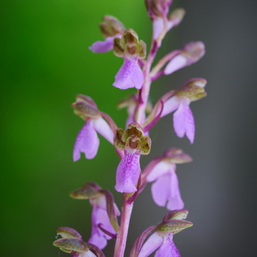 Orchis spitzelii – vstavač Spitzelův