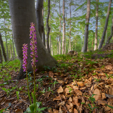 Orchis spitzelii – vstavač...