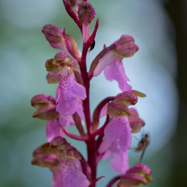 Orchis spitzelii – vstavač...