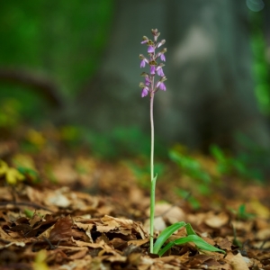 Orchis spitzelii – vstavač...