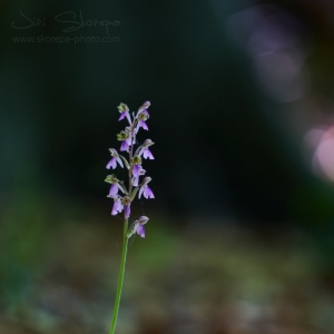 Orchis spitzelii, vstavač Spitzelův...