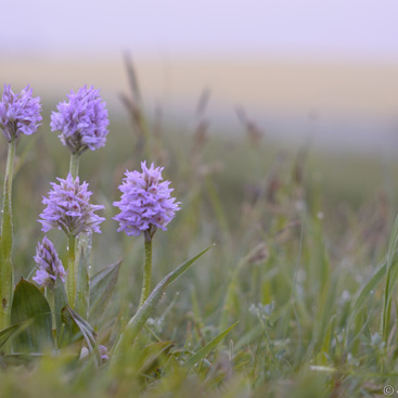 Orchis tridentata, vstavač trojzubý -...