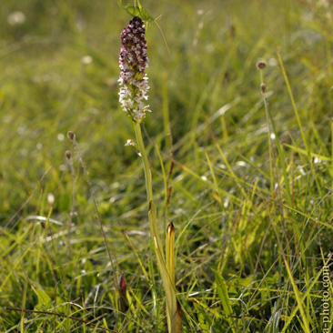 Orchis ustulata ssp. aestivalis...