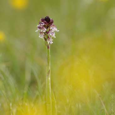 Orchis ustulata subsp ustulata...