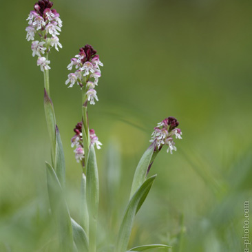 Orchis ustulata subsp. ustulata...