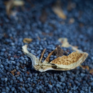 Papaver somniferum, mák setý –...