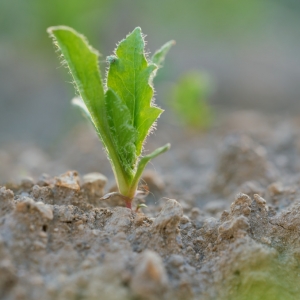 Papaver somniferum, mák setý –...