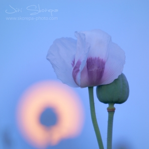 Papaver somniferum – mák setý