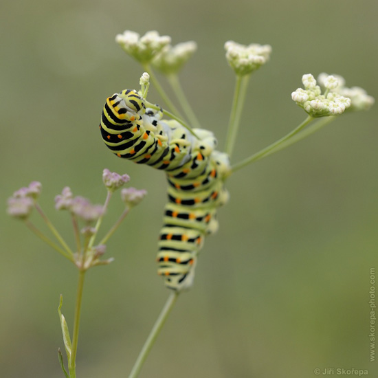 Papilio machaon, otakárek fenyklový -...