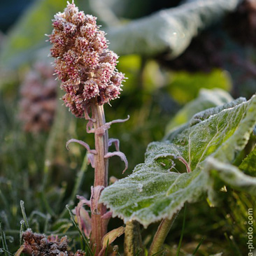 Petasites hybridus, devětsil...