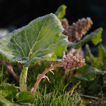 Petasites hybridus, devětsil...