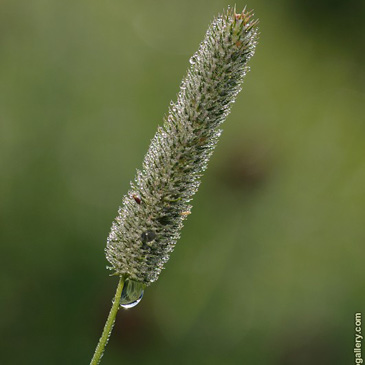 Phleum pratense – bojínek luční