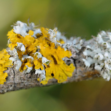 Physcia adscendens, terčovník...