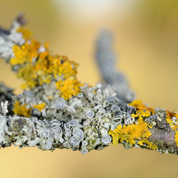 Physcia aipolia, terčovník lysý