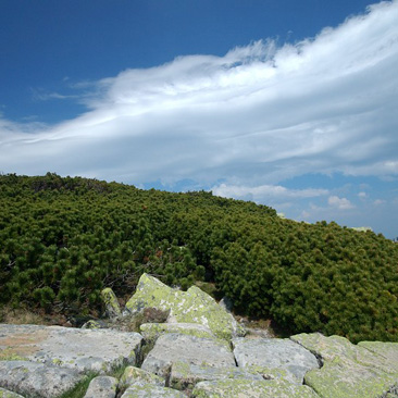 Pinus mugo – borovice kleč