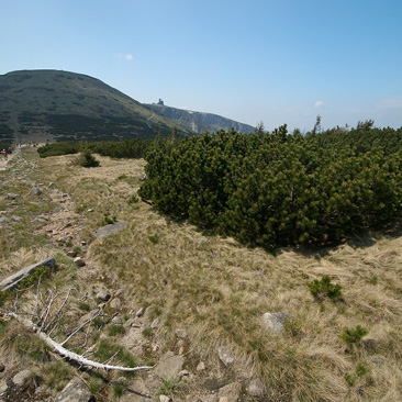 Pinus mugo, borovice kleč